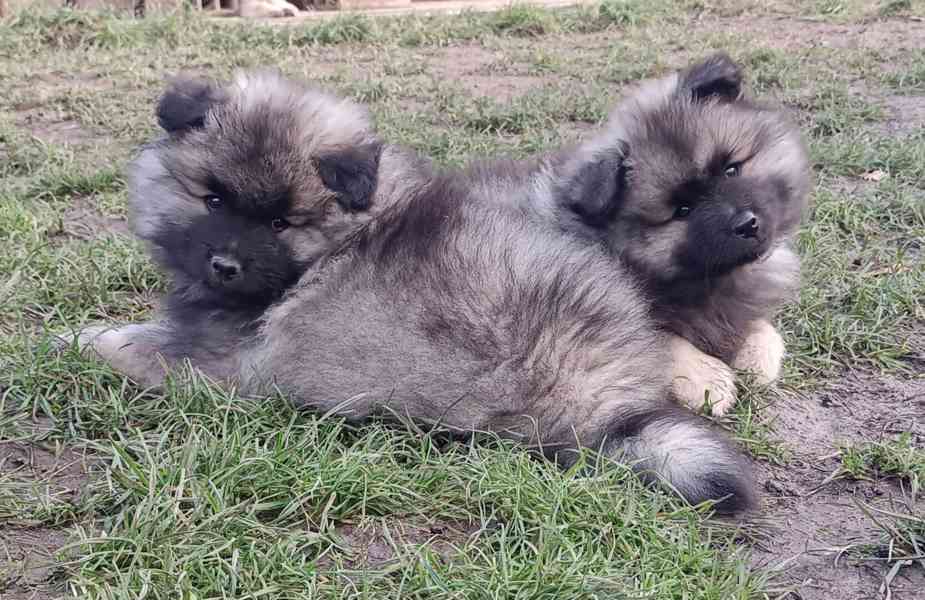 Německý špic vlčí / keeshond prodám krásná štěňata s PP - foto 2