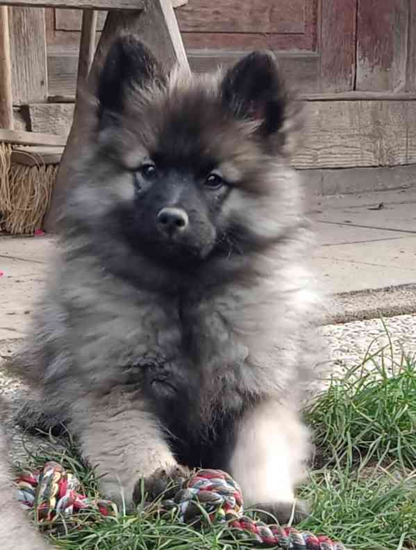 Německý špic vlčí / keeshond prodám krásná štěňata s PP - foto 7