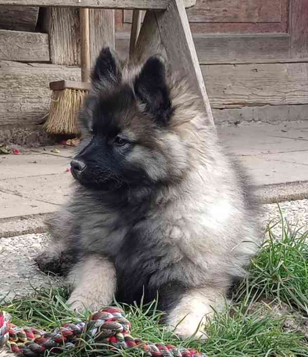 Německý špic vlčí / keeshond prodám krásná štěňata s PP - foto 8