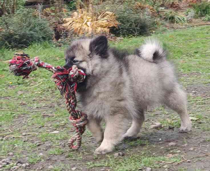 Německý špic vlčí / keeshond prodám krásná štěňata s PP - foto 10