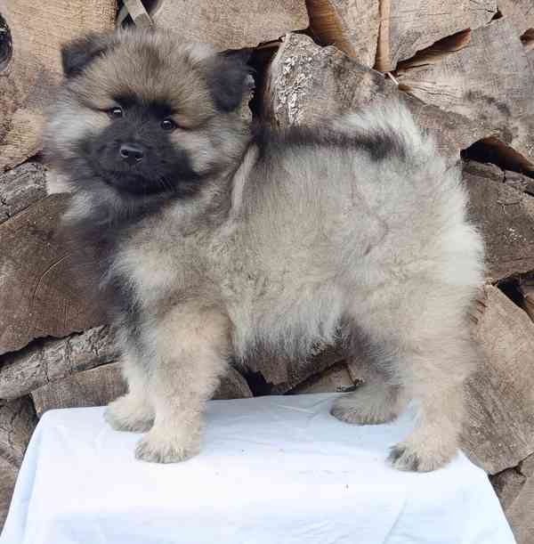 Německý špic vlčí / keeshond prodám krásná štěňata s PP - foto 14