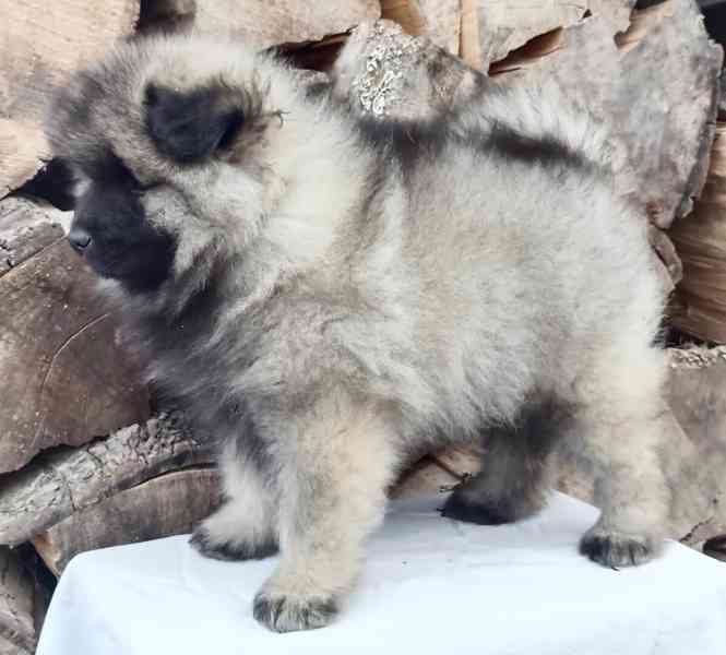 Německý špic vlčí / keeshond prodám krásná štěňata s PP - foto 15