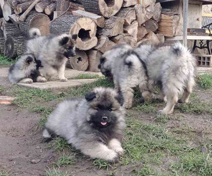 Německý špic vlčí / keeshond prodám krásná štěňata s PP - foto 5