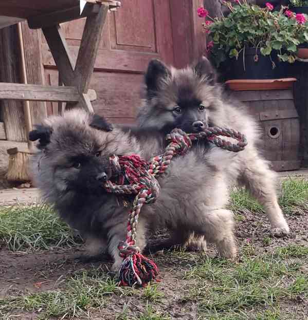 Německý špic vlčí / keeshond prodám krásná štěňata s PP - foto 4