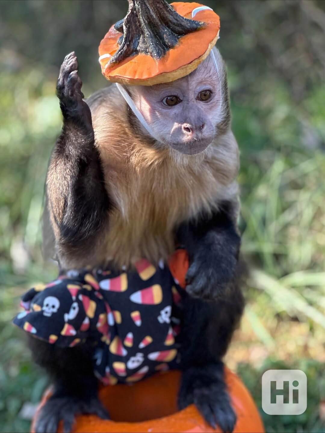  Pozoruhodný hravý kapucín - foto 1