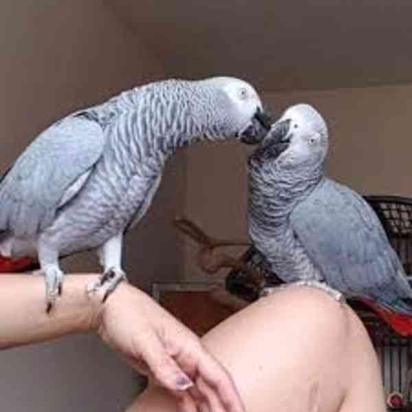 Sladké a krásné africké šedé papoušky na prodej