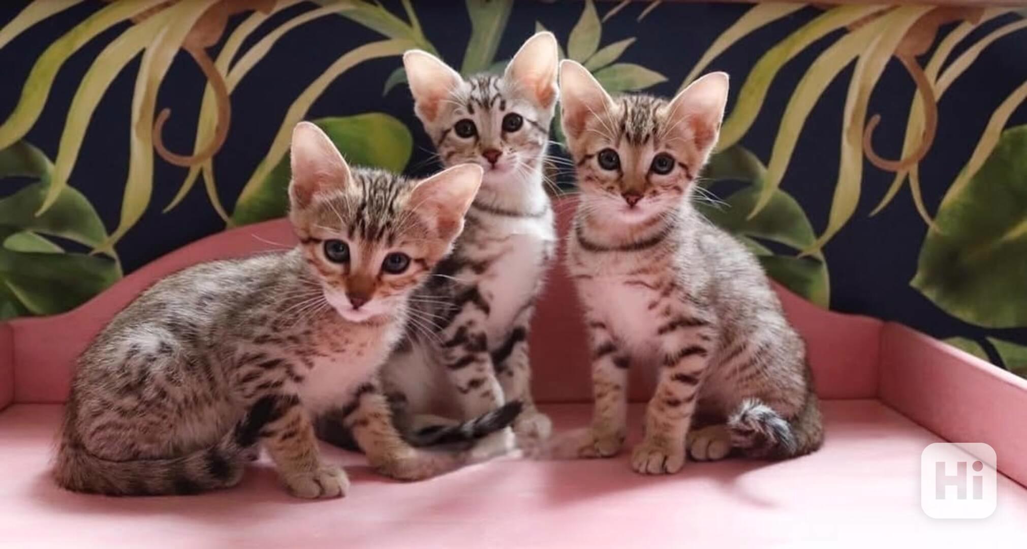 Krásná koťátka plemene SBT Savannah - foto 1