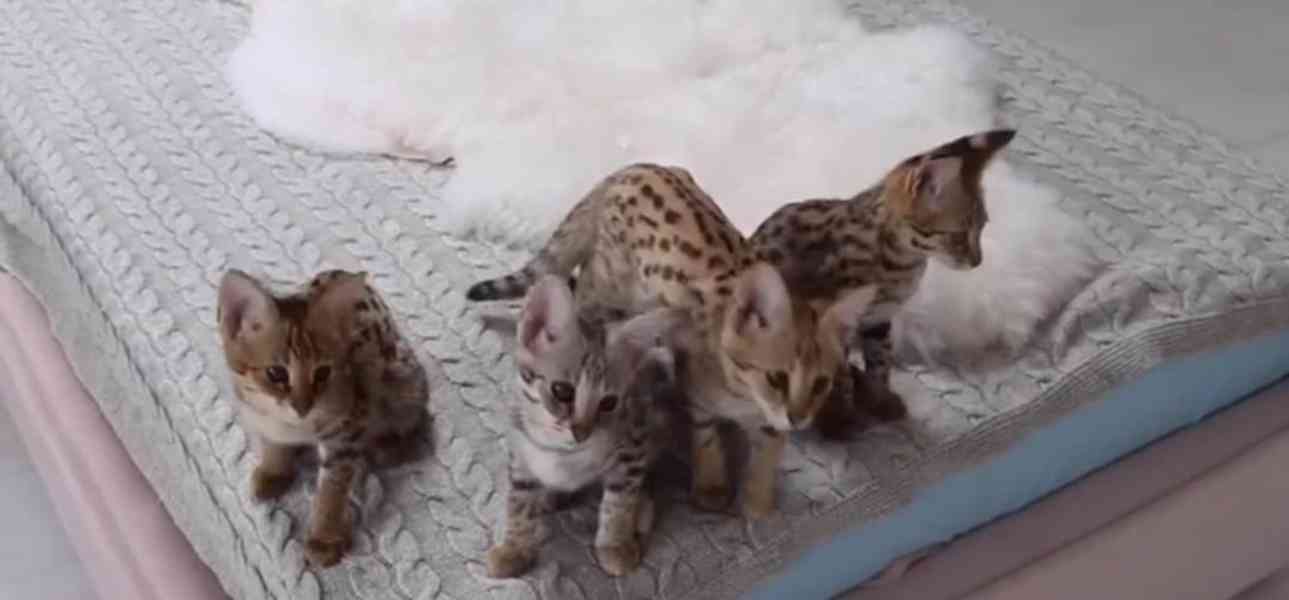 Krásná koťátka plemene SBT Savannah - foto 3