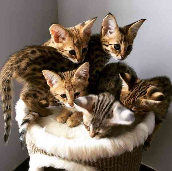 Krásná koťátka plemene SBT Savannah - foto 2
