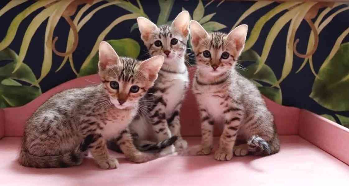 Krásná koťátka plemene SBT Savannah - foto 1