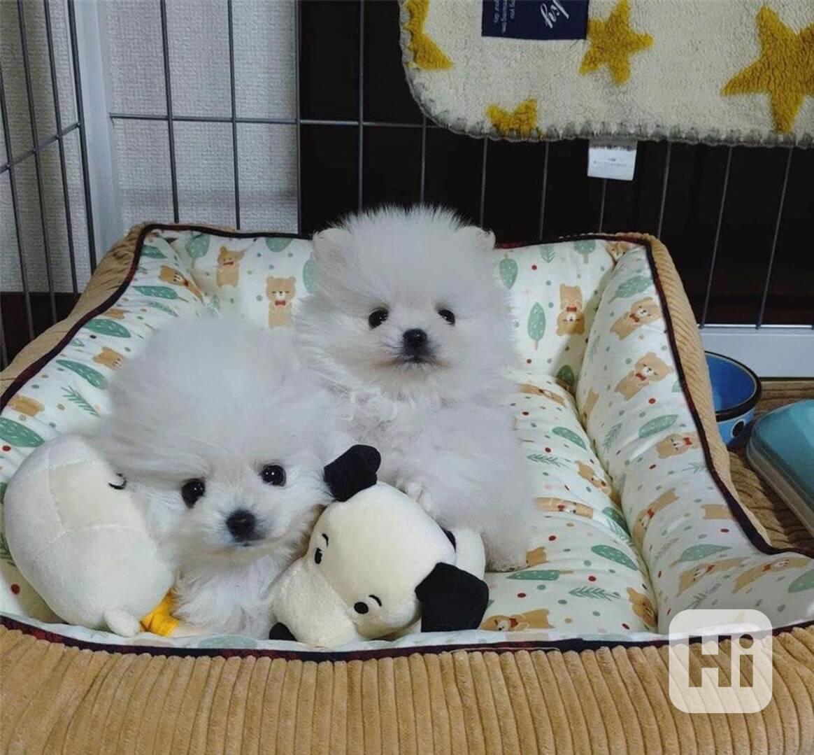 Krásná štěňata pomeranianů na prodej - foto 1