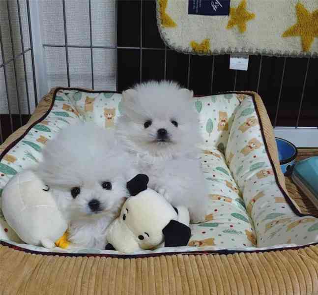 Krásná štěňata pomeranianů na prodej - foto 1