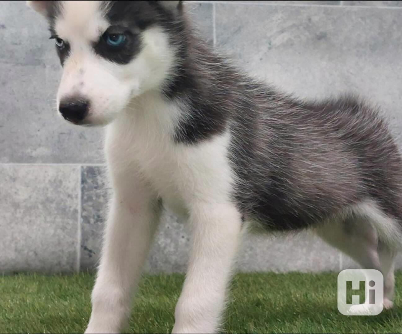 Sibiřský husky s PP -Štěňátka - foto 1