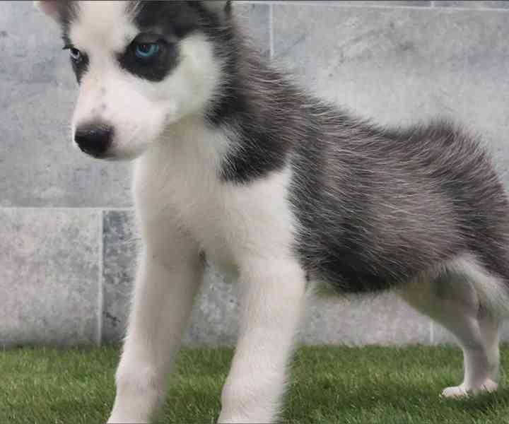 Sibiřský husky s PP -Štěňátka - foto 1