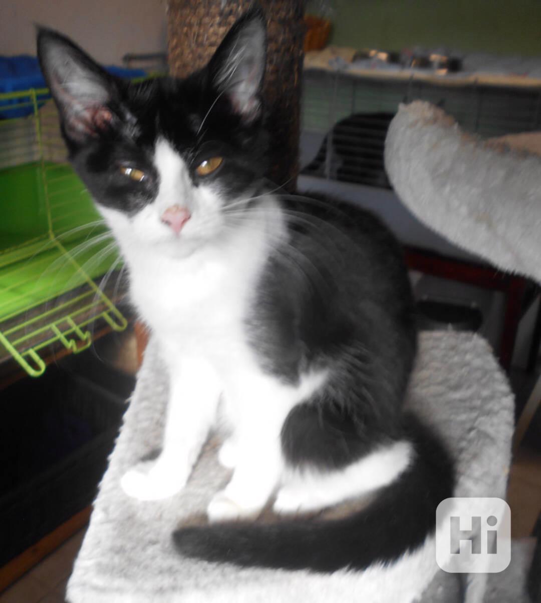 Bíločerná 3měsíční Amálka, čilá, hravá, veselá  - foto 1