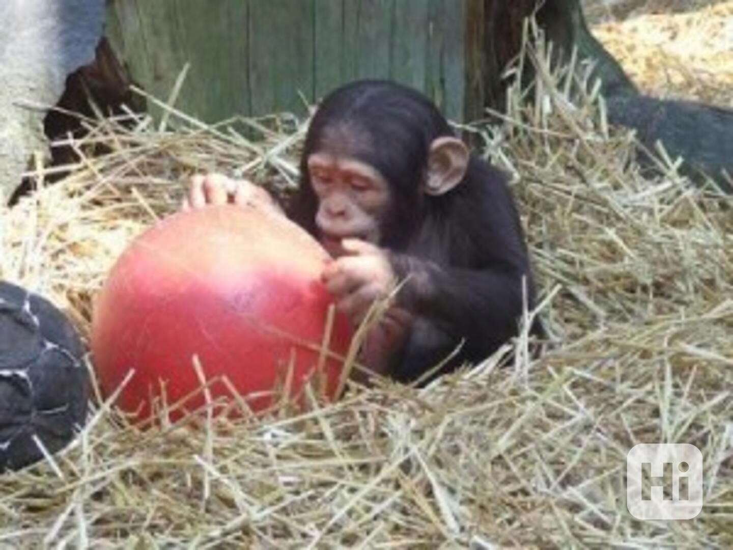 Rozkošné mládě šimpanze - foto 1