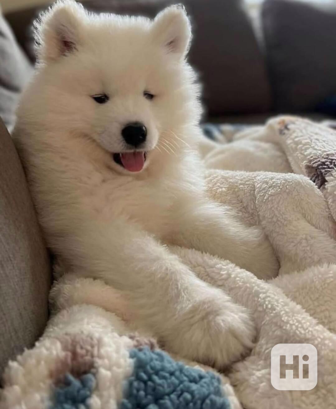 okouzlující štěně samojeda - foto 1