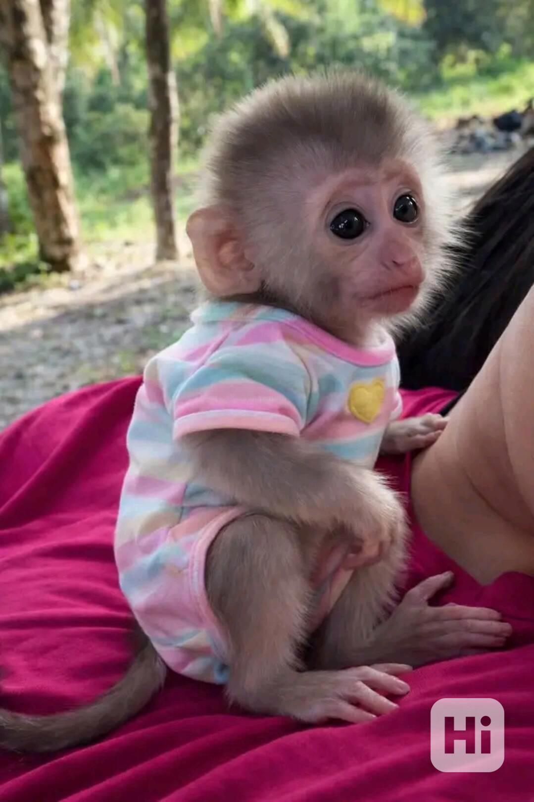  Čistokrevná kapucínská opice vycvičená doma k dispozici  - foto 1