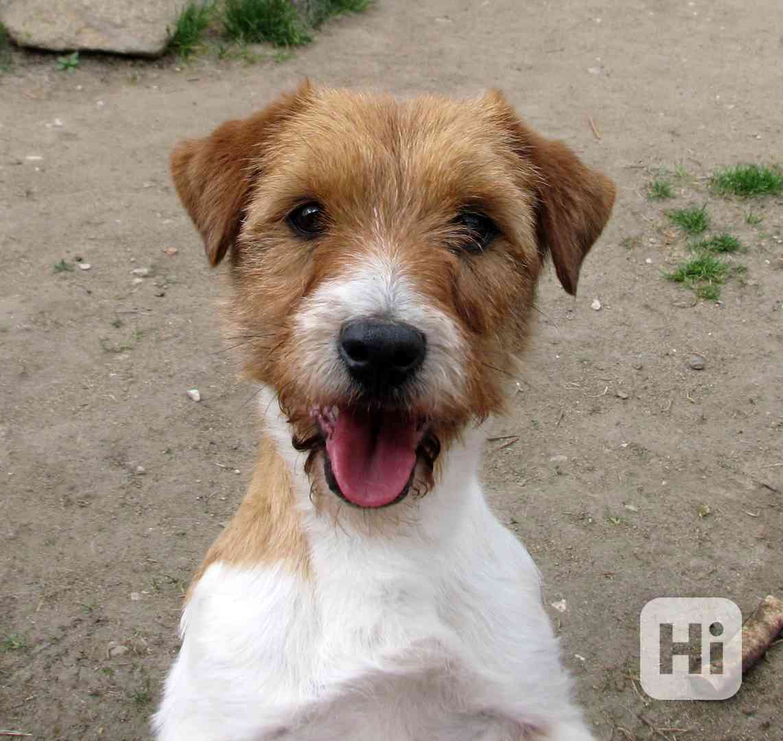9letá milá fenka Jack Russell teriéra s PP - foto 1