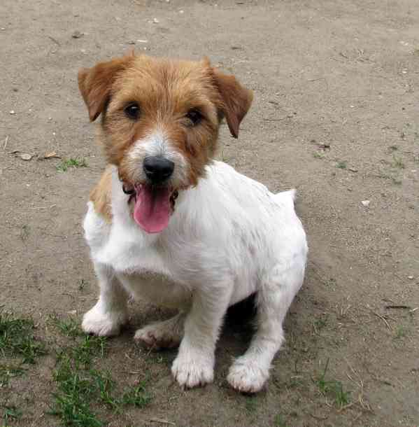 9letá milá fenka Jack Russell teriéra s PP - foto 4