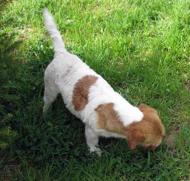 9letá milá fenka Jack Russell teriéra s PP - foto 7