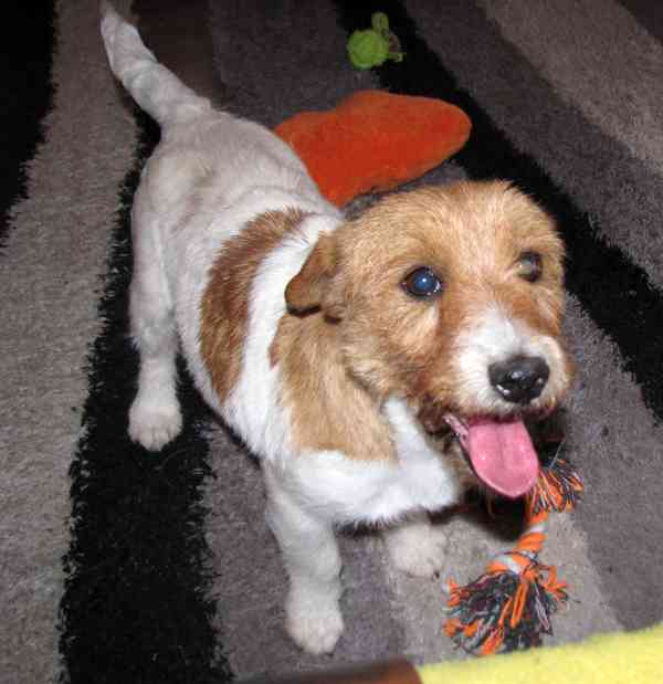 9letá milá fenka Jack Russell teriéra s PP - foto 9