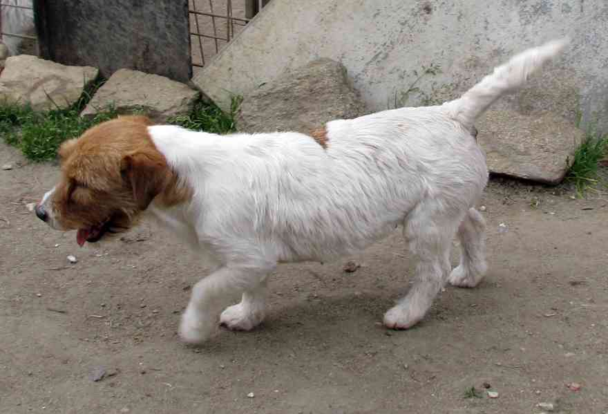9letá milá fenka Jack Russell teriéra s PP - foto 3