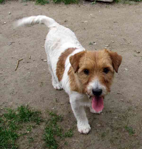 9letá milá fenka Jack Russell teriéra s PP - foto 2