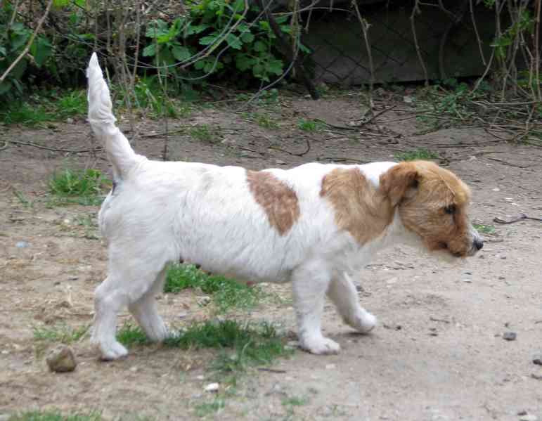 9letá milá fenka Jack Russell teriéra s PP - foto 5
