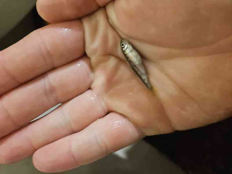 Prodám plůdek pstruha duhového - foto 2