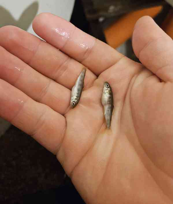 Prodám plůdek pstruha duhového - foto 4