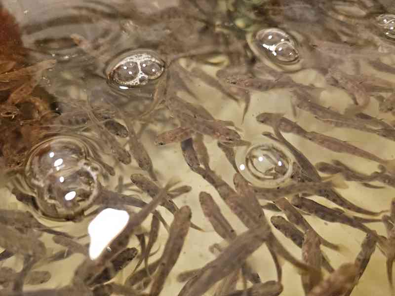 Prodám plůdek pstruha duhového - foto 3