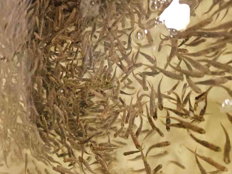 Prodám plůdek pstruha duhového