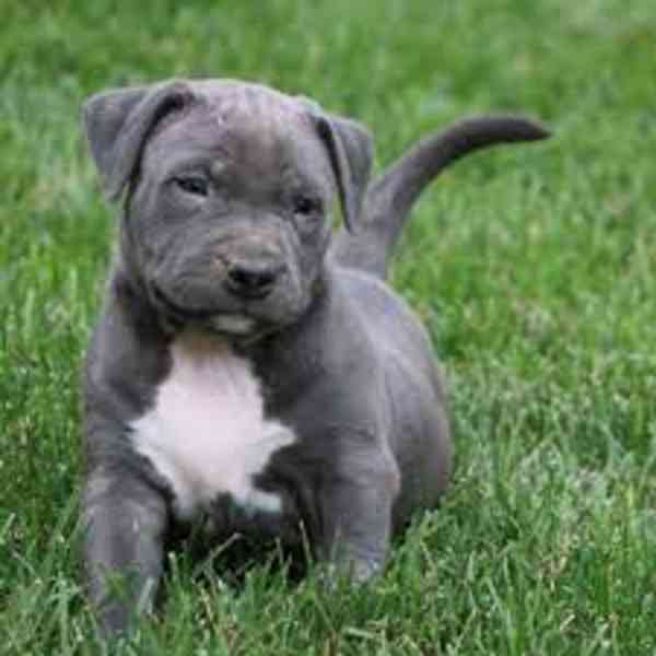 Registrovaná štěňata pitbulla k adopci Registrovaná štěňata  - foto 1