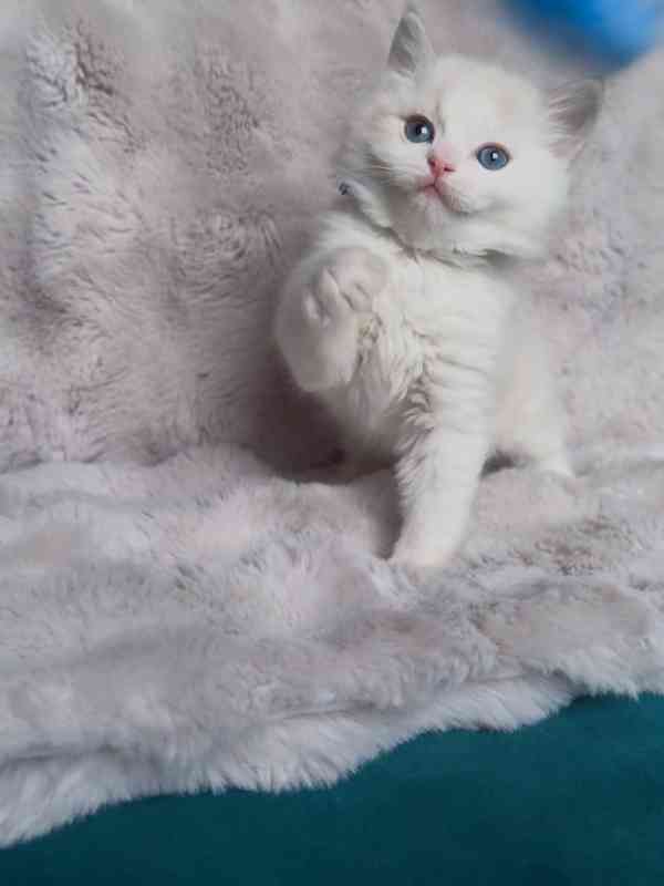 Nádherná koťátka plemene Ragdoll hledají trvalé rodiny