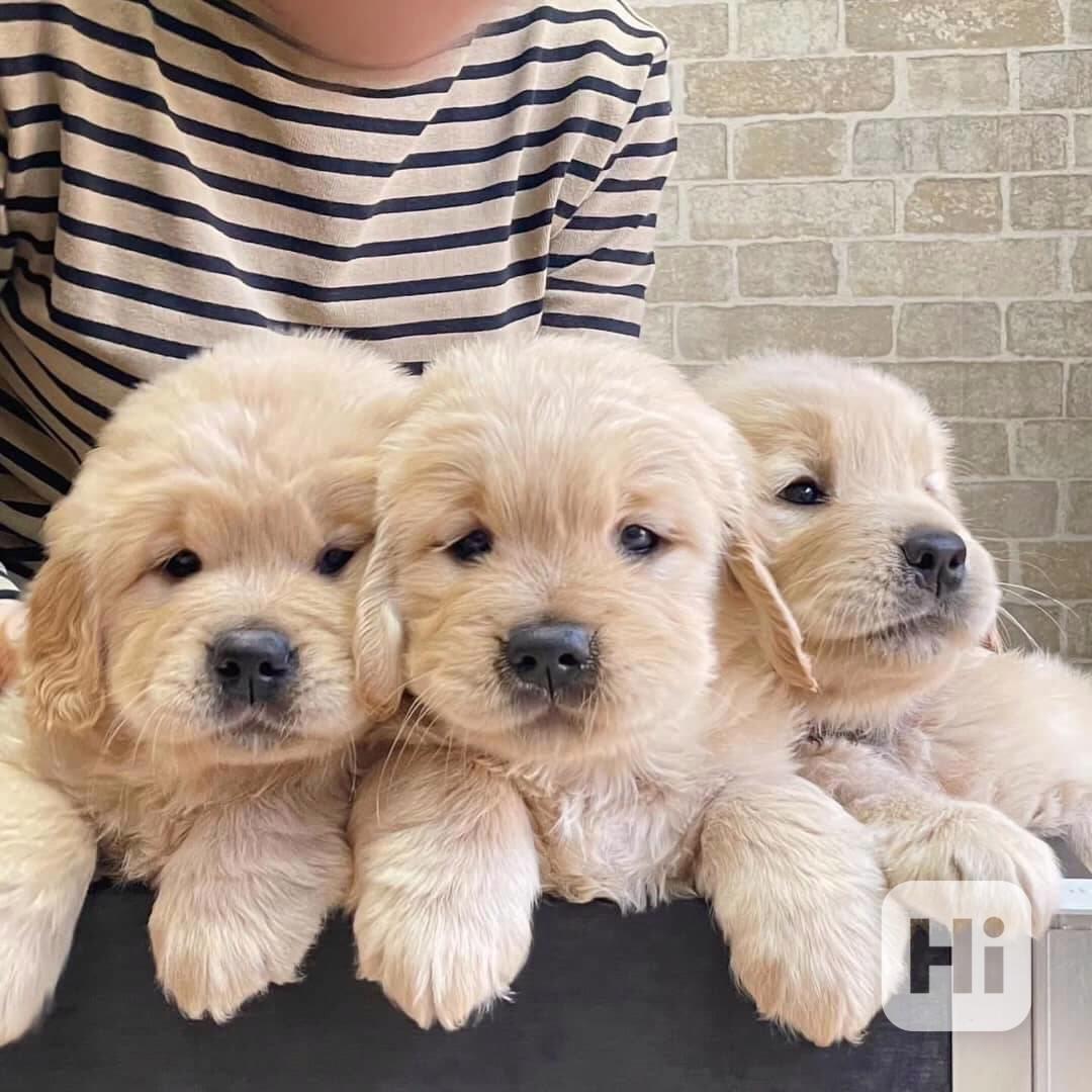 🐶✨ Krásná štěňata zlatého retrívra k dispozici - foto 1