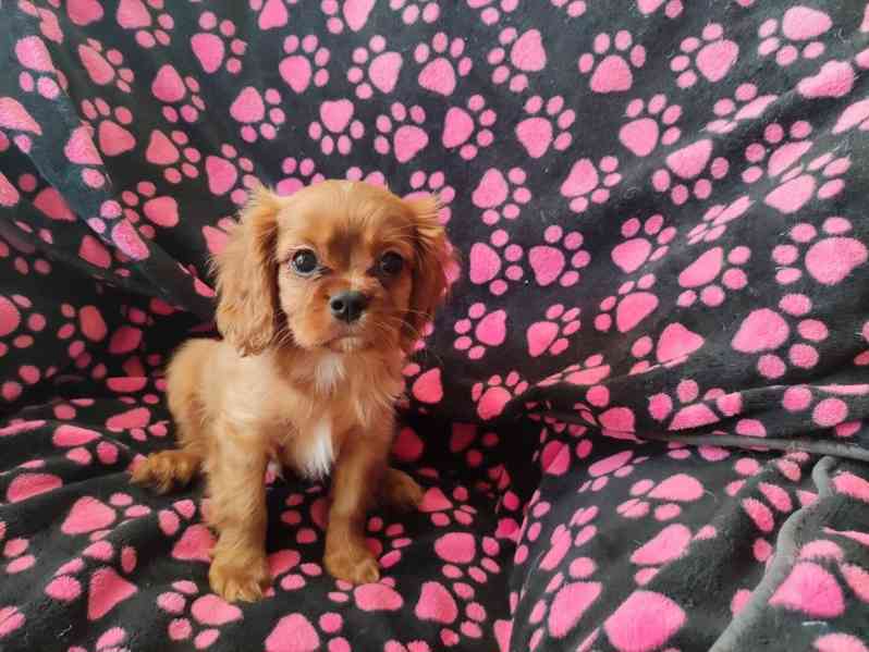 Kavalír King Charles Spaniel s PP FCI - foto 4