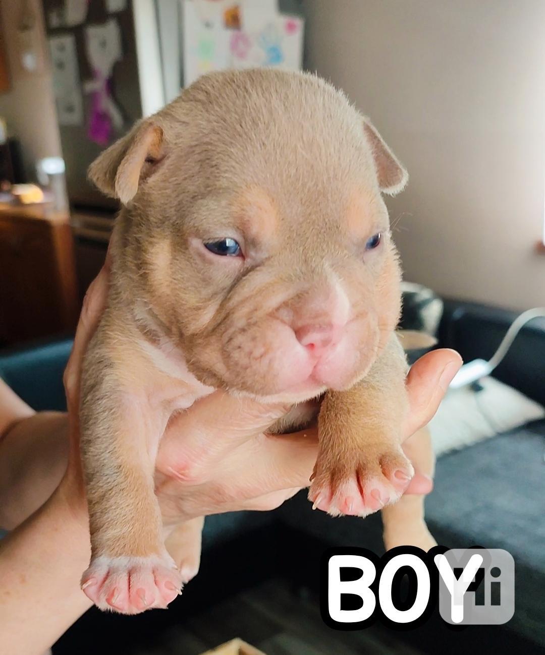 American Bully s PP ABKC  - foto 1