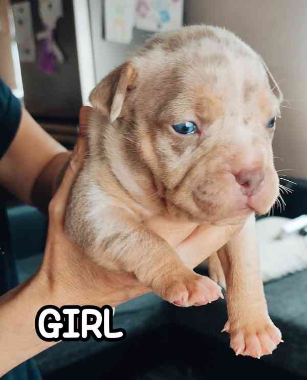 American Bully s PP ABKC  - foto 4