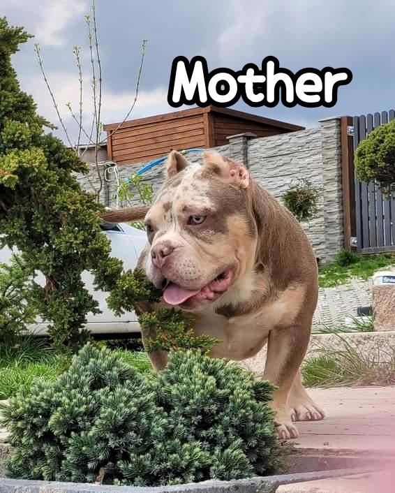 American Bully s PP ABKC  - foto 8