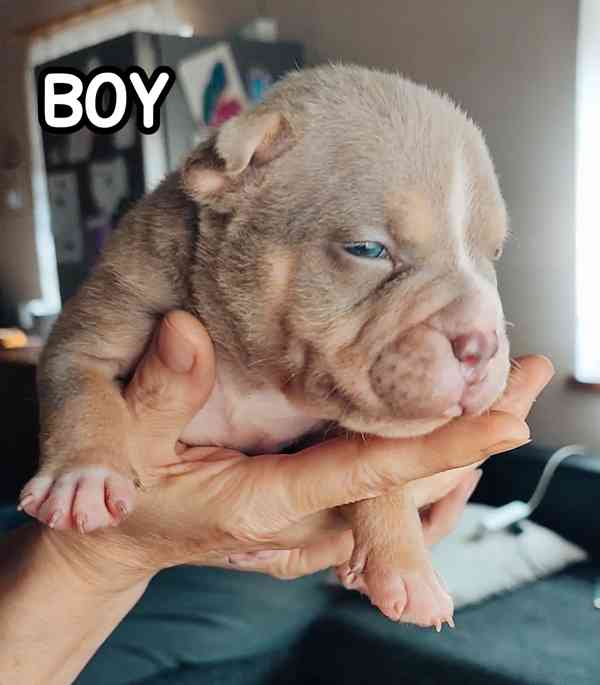 American Bully s PP ABKC  - foto 2