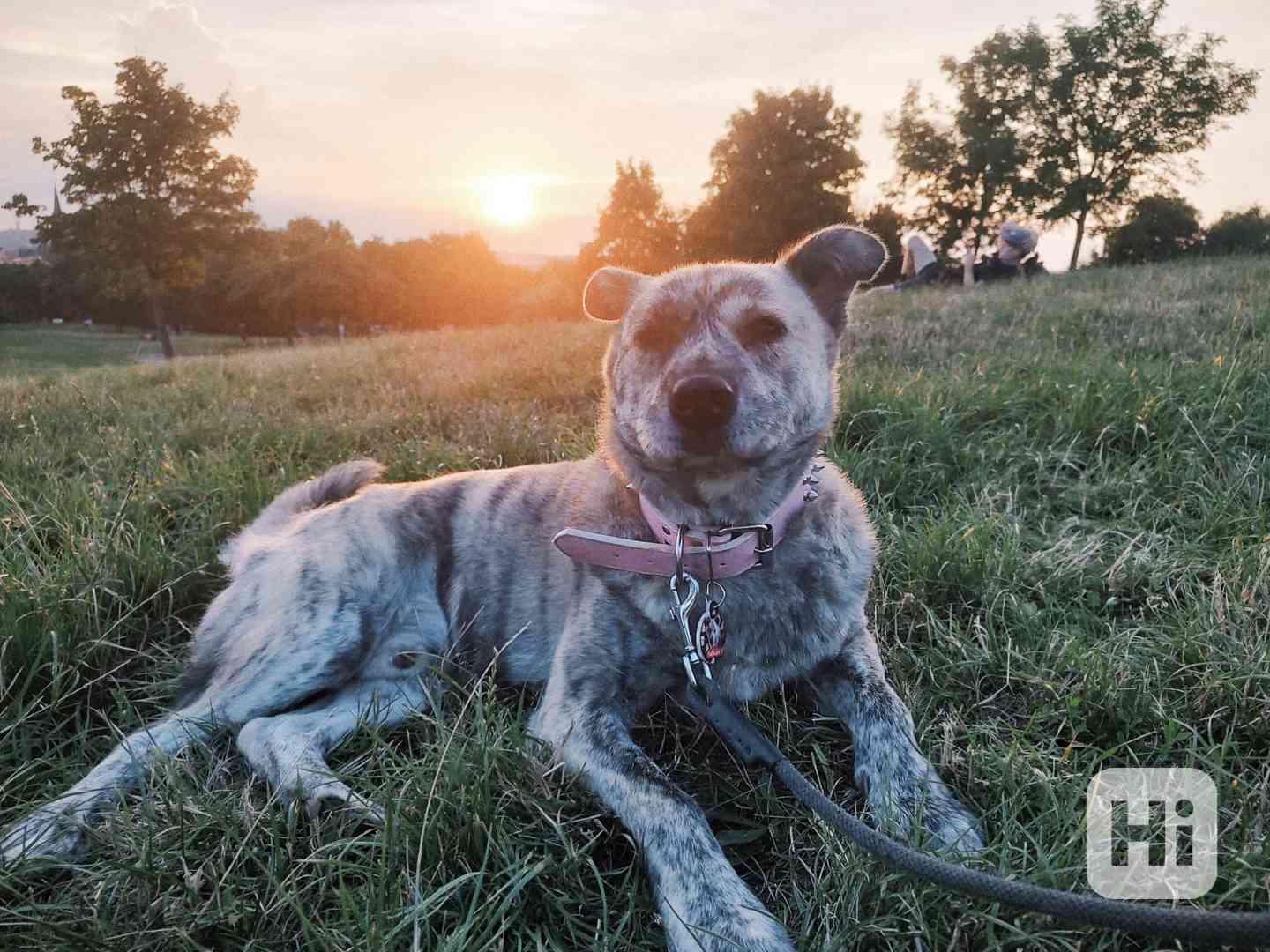 SALVADOR - 20 kg, kastrovaný psík 5 let  - foto 1