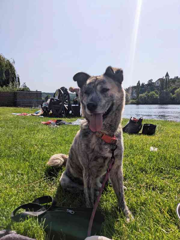 SALVADOR - 20 kg, kastrovaný psík 5 let  - foto 2