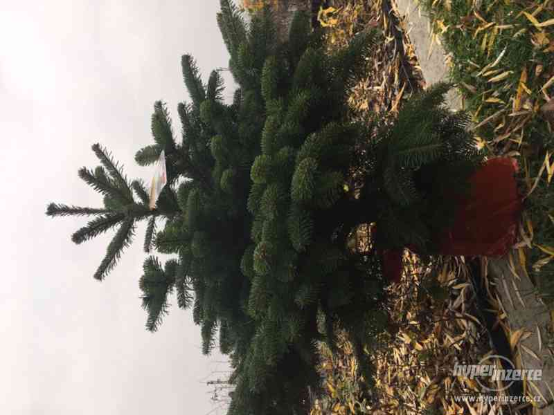 Živé vánoční stromy - foto 12