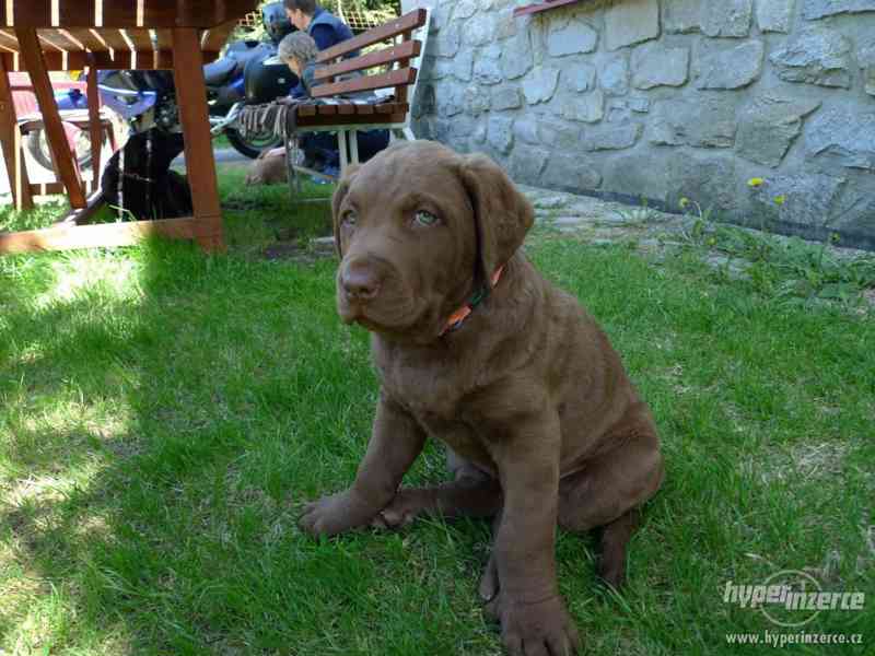 štěňata Chesapeake bay retrievera - foto 2