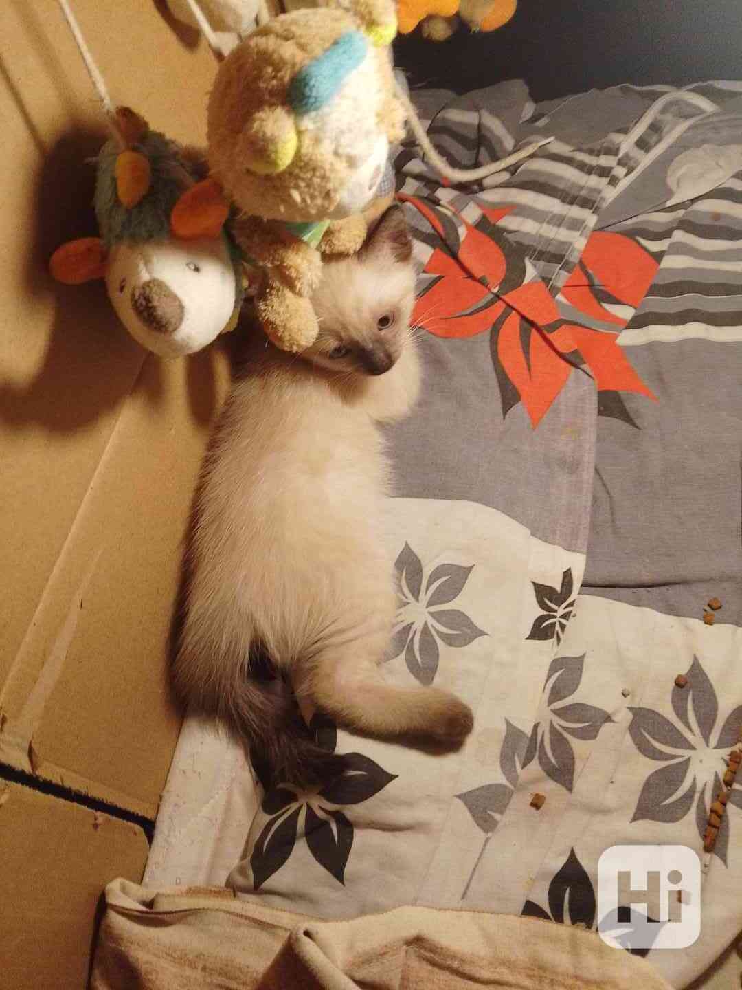 Thajská koťátka  - foto 1