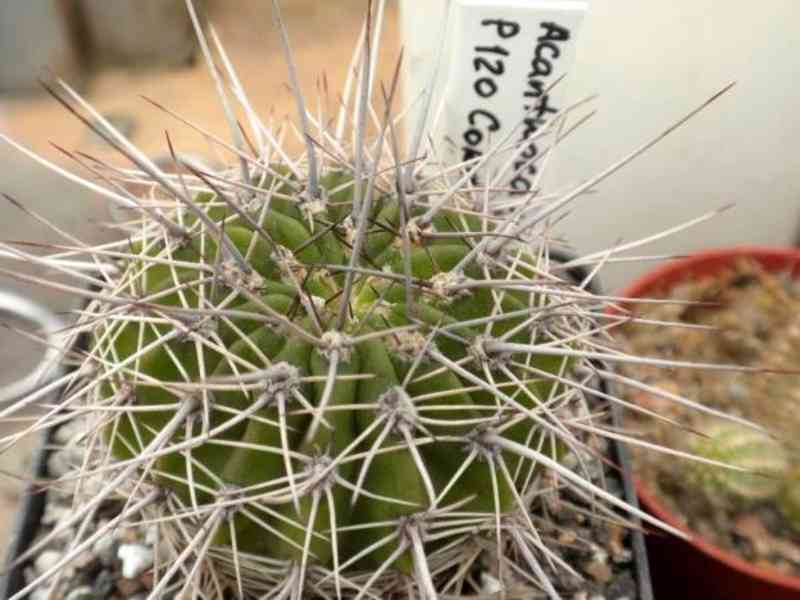  kaktus Acanthocalycium klimpelianum P 120 - foto 1
