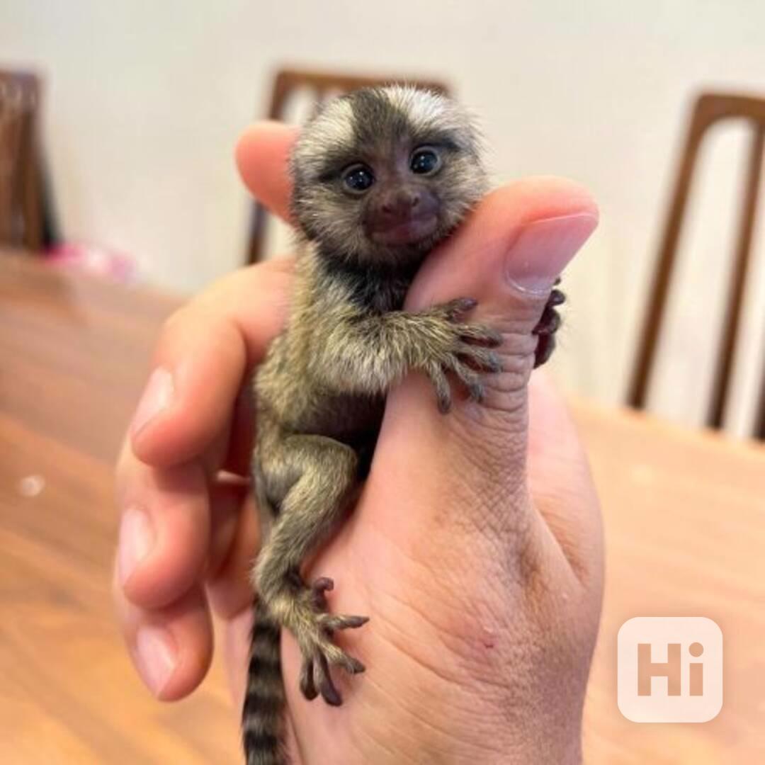 Hledáte na prodej marmosetí opici? - foto 1