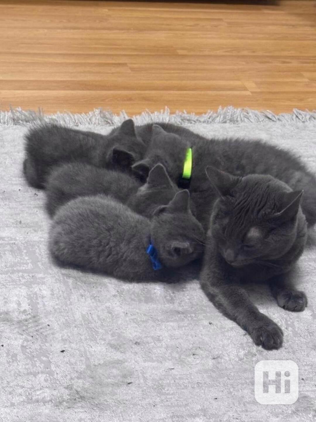 Britská koťata, kočka - foto 1