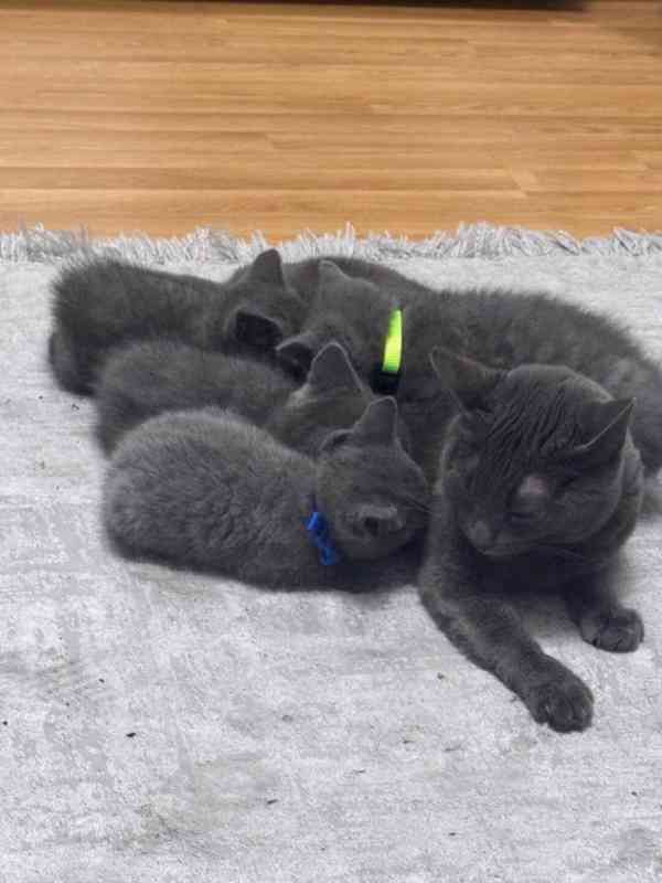 Britská koťata, kočka - foto 1